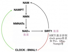 还在为睡不着烦恼？让博